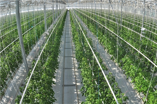 Производство тепличных овощей в Чувашии ставит рекорды