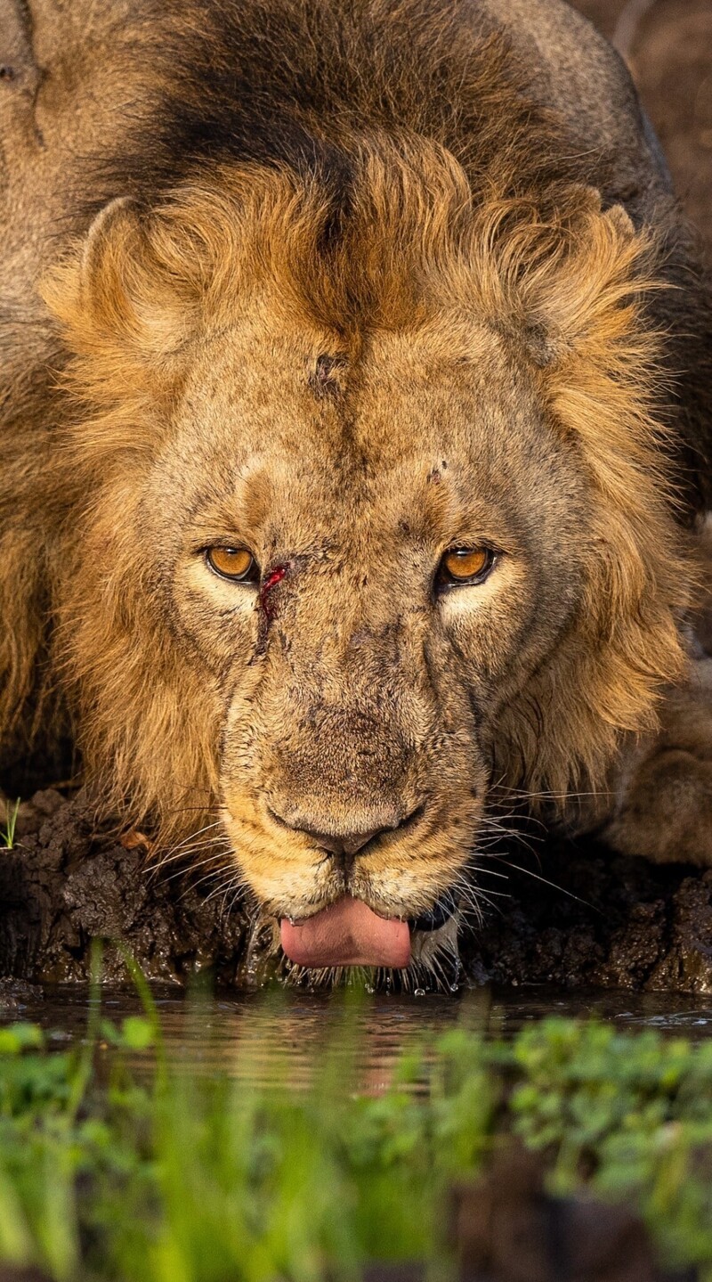 Последнее фото льва 340 kg of lions' bones seized in South Africa - Teller Report