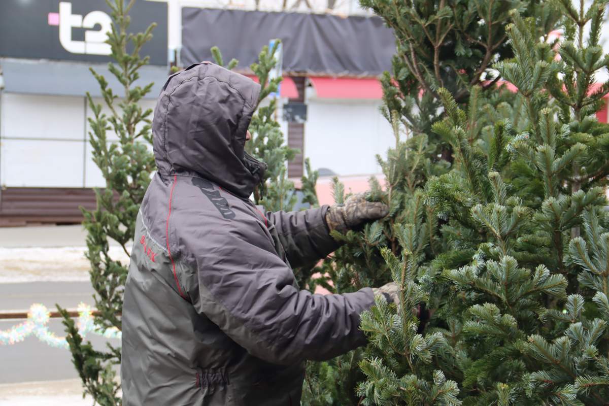Сергей Кравчук: для многих из нас покупка живой ели – это семейная традиция