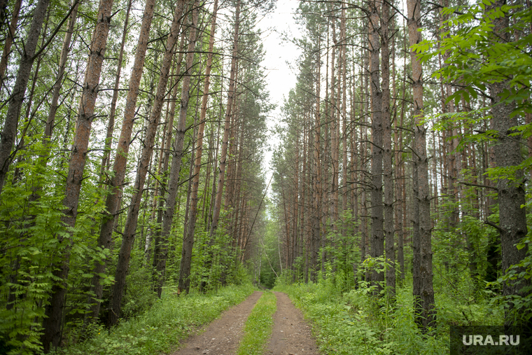 Леса перми. Пермские леса. Пермь лес. Что бывает в лесу. Пермь Лесная дорога.