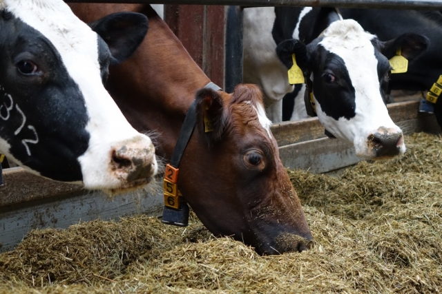 Коровы на молочной ферме