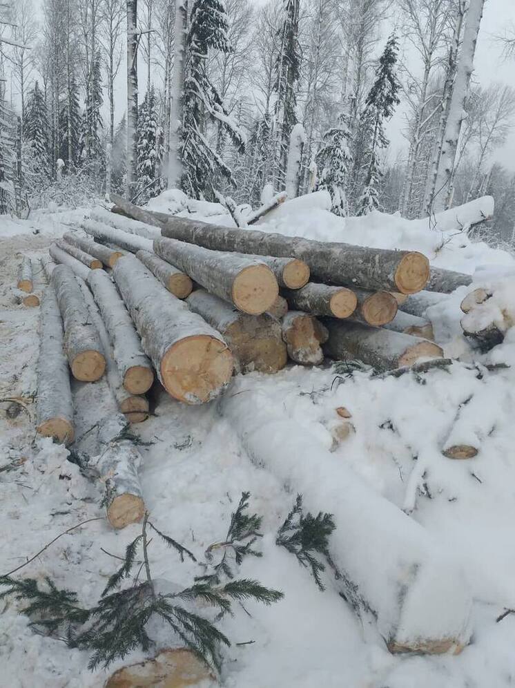 Незаконно вырубивший деревья предприниматель ответит в суде за ущерб природе Кузбасса