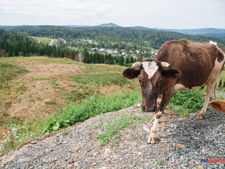 Кузбассовцы требуют правды о заражённых коровах в Ваганово