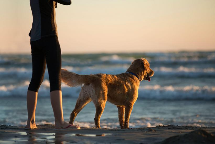 Хозяин с собакой на морском пляже