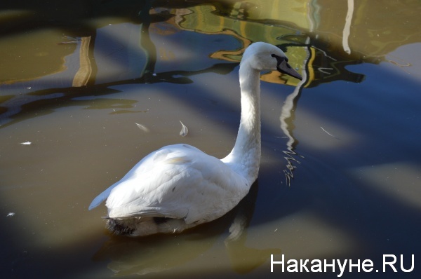 Фото:Накануне.RU