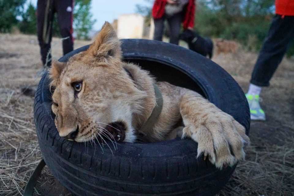 Фото симба воронеж