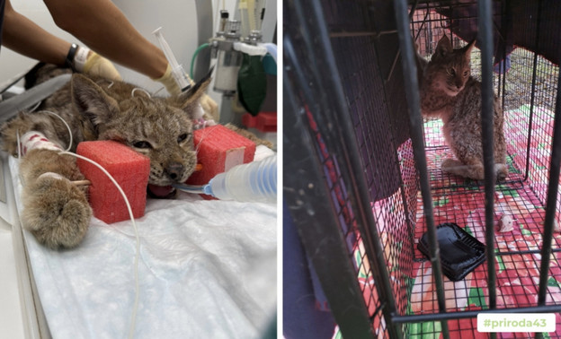 В Котельничском районе спасли истощенного рысенка