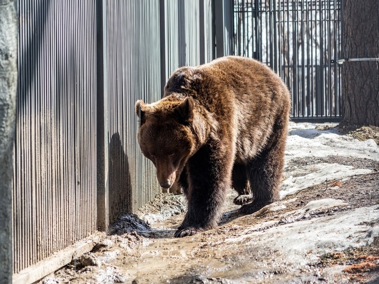 Сезон охоты на бурого медведя в Томской области будет открыт 1 августа