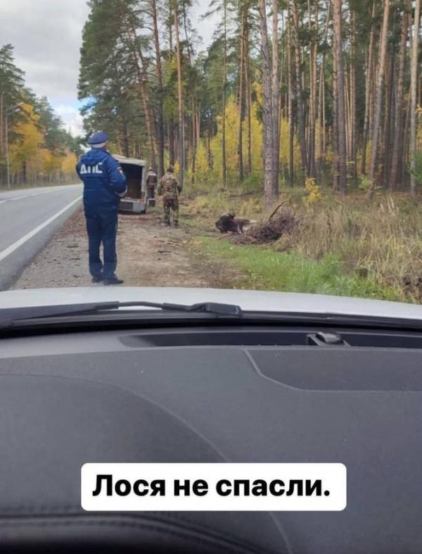 Штраф за сбитого лося на дороге