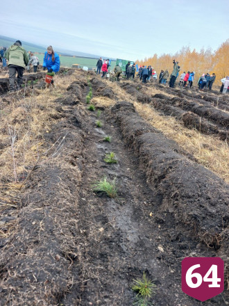 Осенью в Саратовской области высадят 3 миллиона сеянцев 