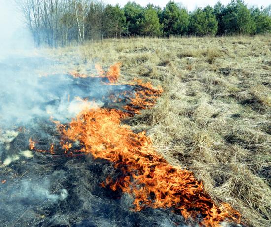 Действия местного населения стали причиной двух ликвидированных за сутки лесных пожаров в Иркутской области