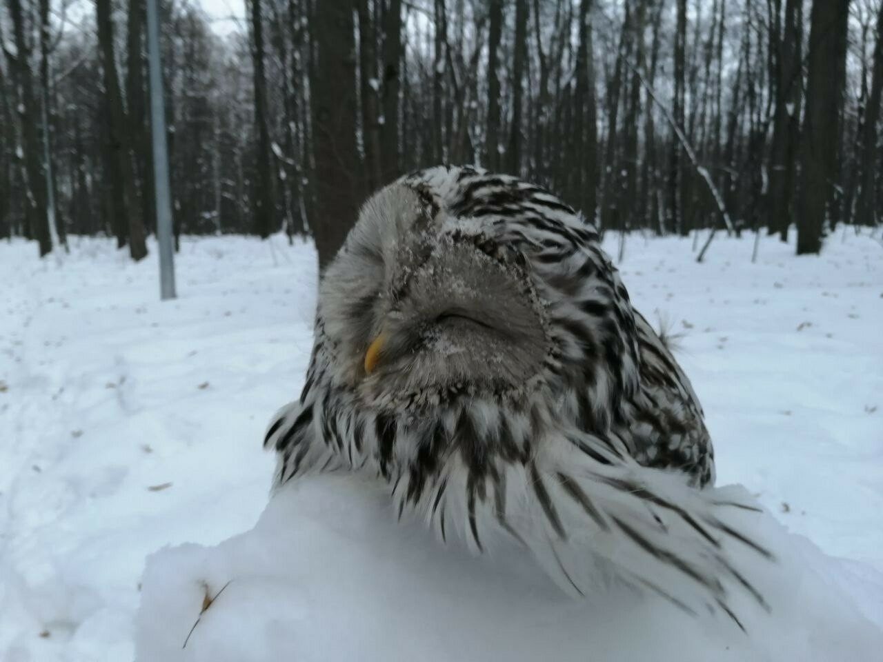 Птицы татарстана