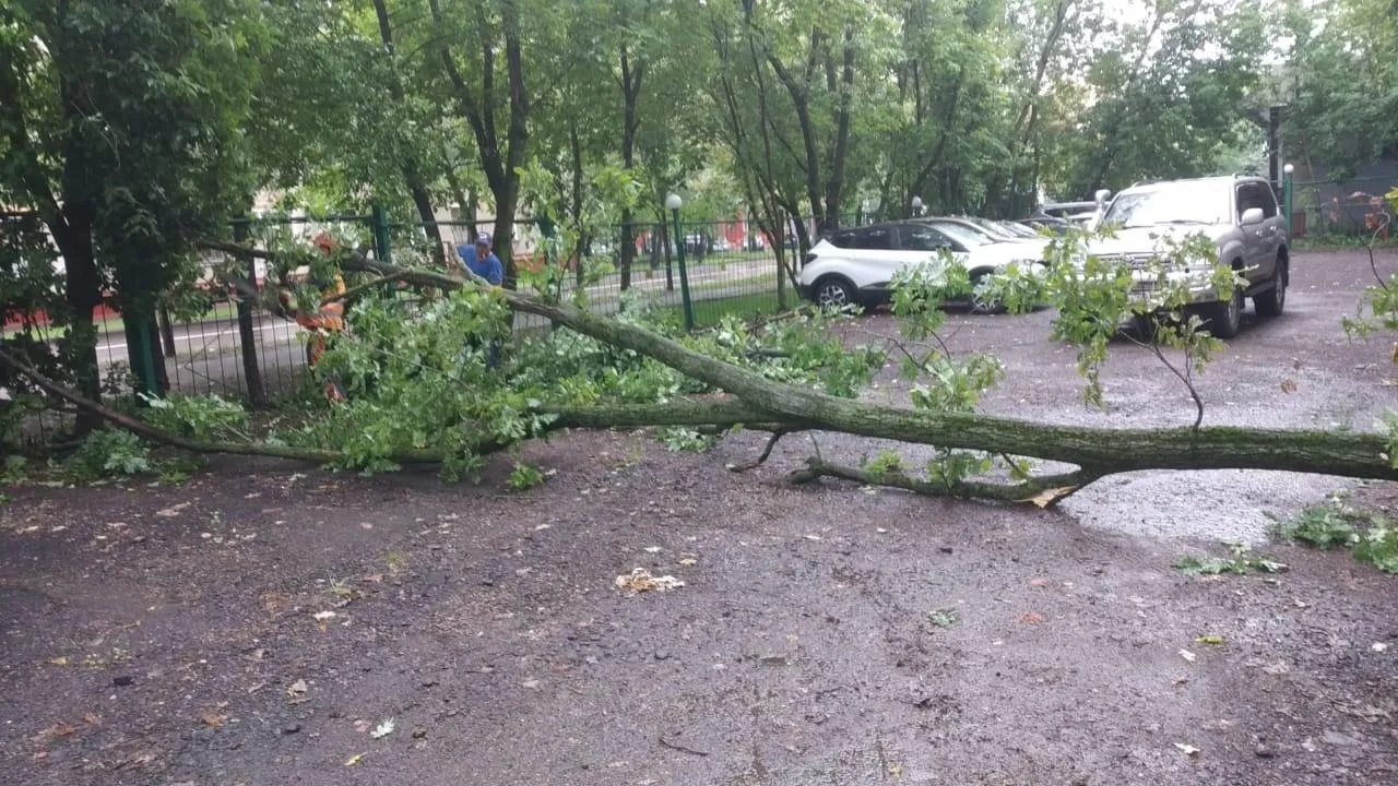 Упавшее дерево на автомобиль