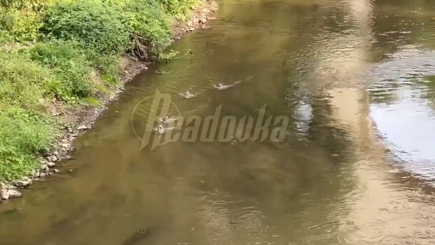 Река вонючка пруды садовое. Река вонючая. Река вонючка. Фильтрат вытекает с полигона. Река вонючая.