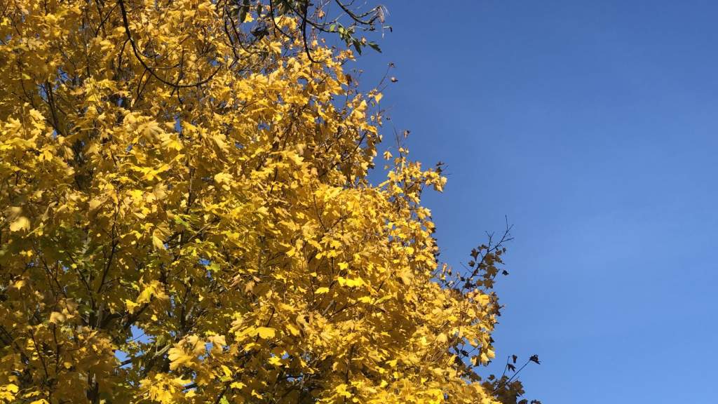 УХОДЯЩАЯ ОСЕНЬ В ПАРКЕ КРЕТИНГИ