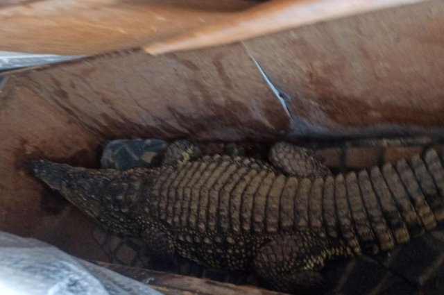 Двухметрового крокодила задержали таможенники на границе в Оренбуржье.