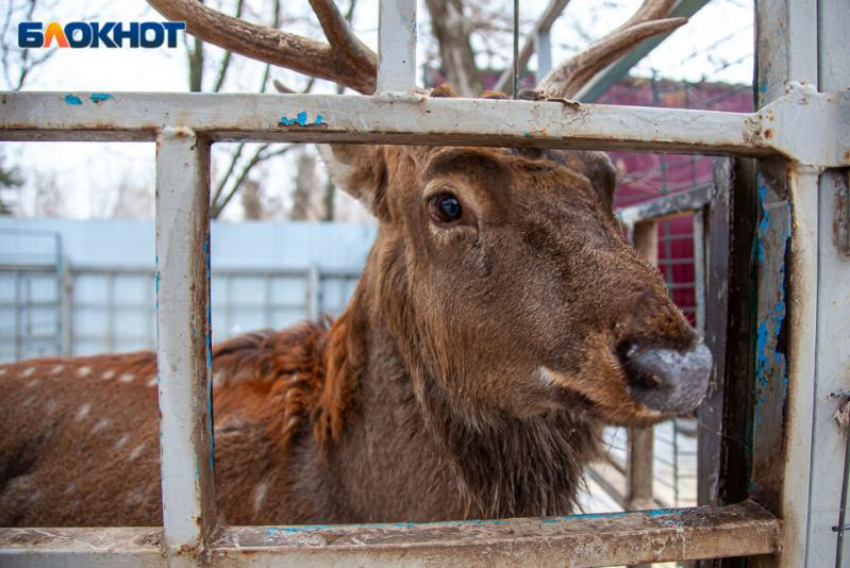 Олень благородный, лось, косуля и барсук: волжским охотникам определили лимит добычи