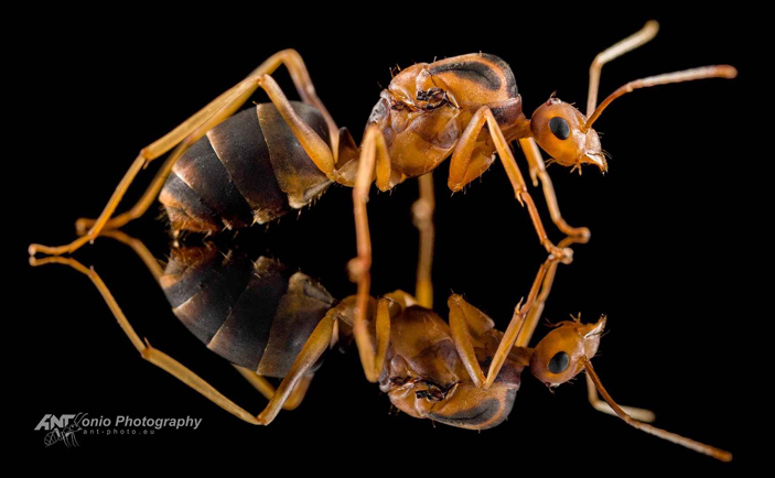Желтый сумасшедший муравей (Anoplolepis gracilipes)