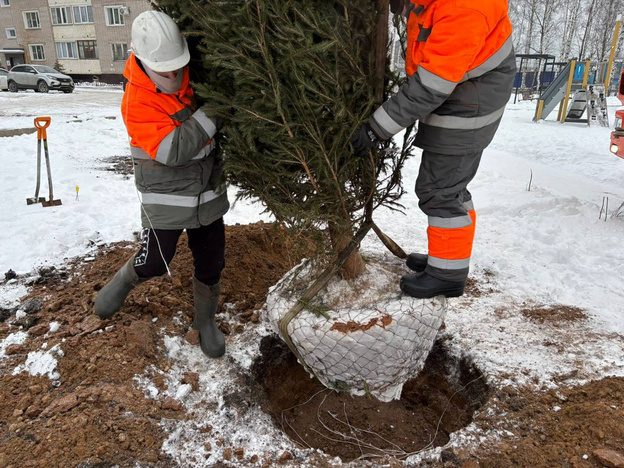 На Нововятской набережной высадили ели и сосны