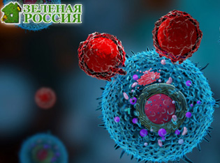 Выявлен ключевой фактор активации Т-клеток в опухолях с дефицитом кислорода