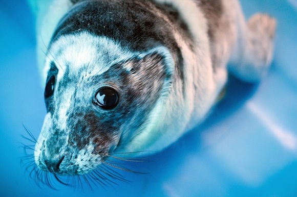 На побережье Каспийского моря обнаружено уже 1700 тюленей