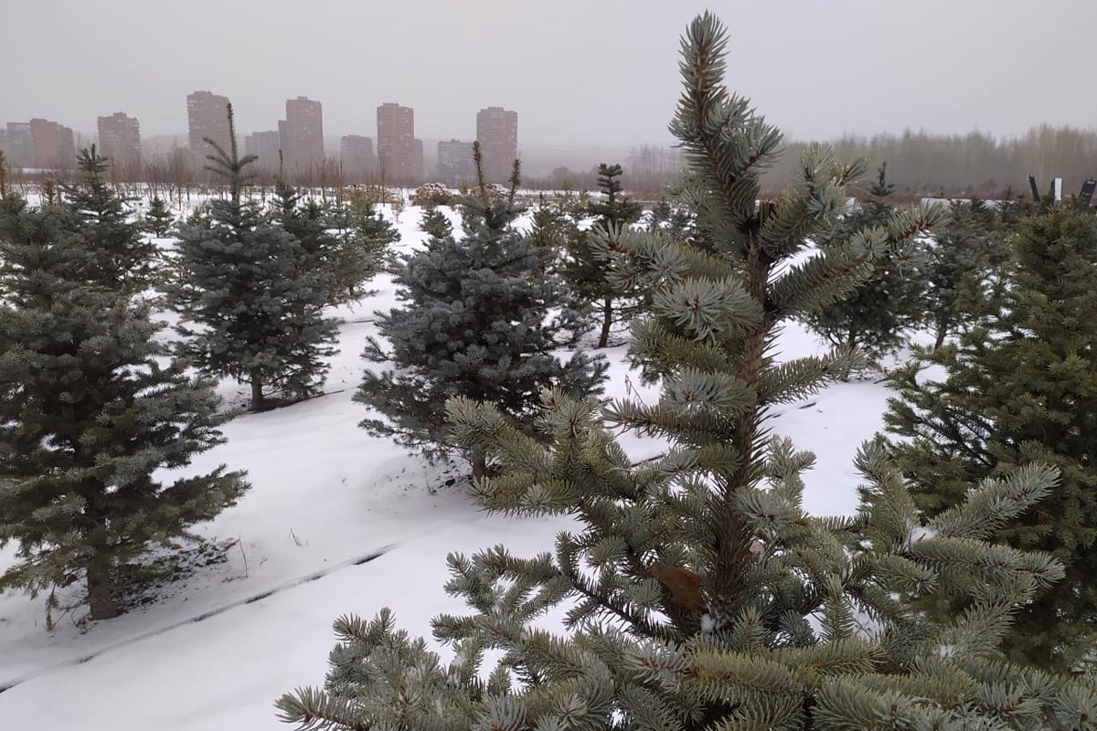 Городского питомника 1. Питомник Красноярск. Питомник деревьев. Сосны Красноярск. Пит городской.