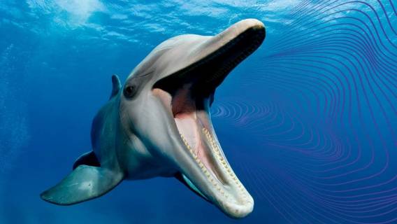 Скоро мы сможем общаться с другими видами. Кто будет первым?