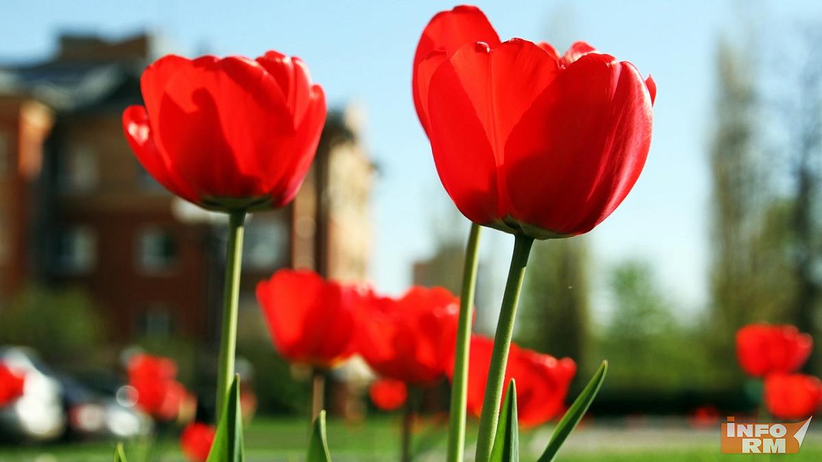 Жителям Саранска подарят 17 тысяч тюльпанов