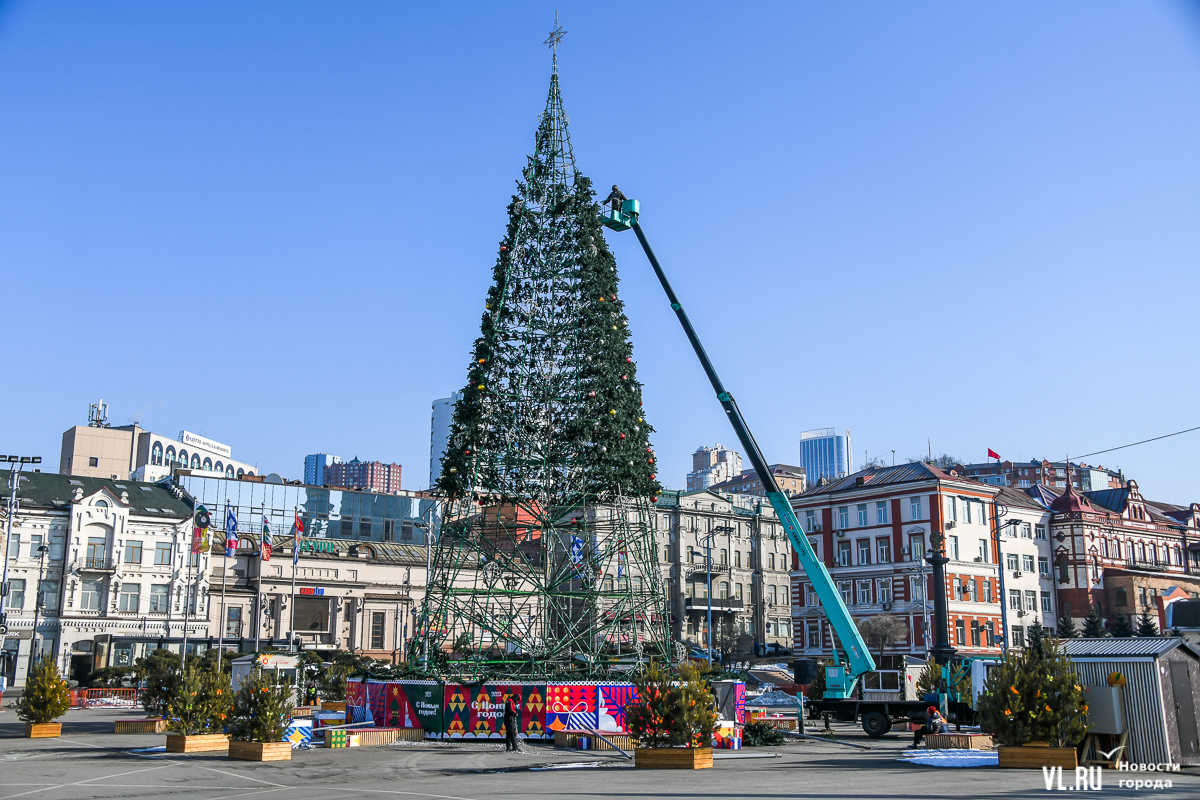 елка начинает. городская елка владивосток. цветок похожий на елку с треугольными. елка в пролетарке тверь. елка с несколькими макушками.
