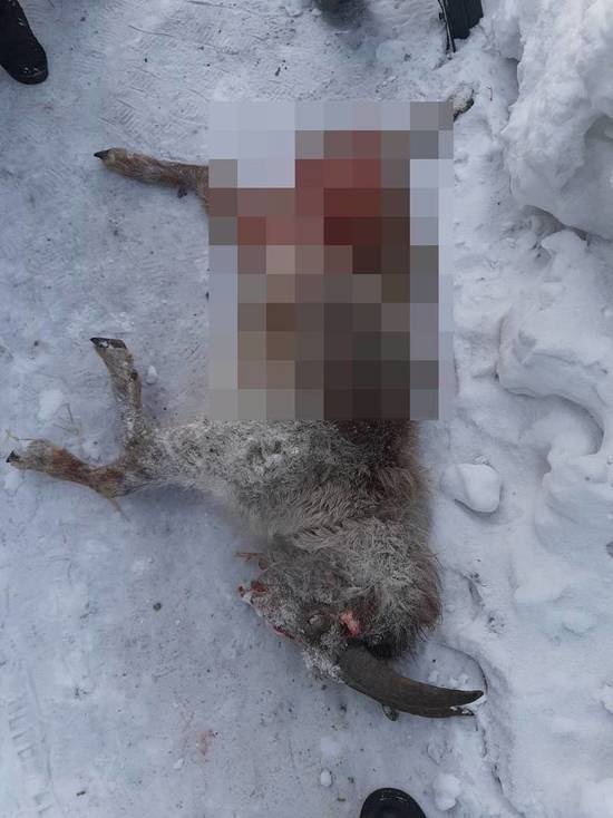 Неизвестное животное загрызло коз в кузбасском поселке