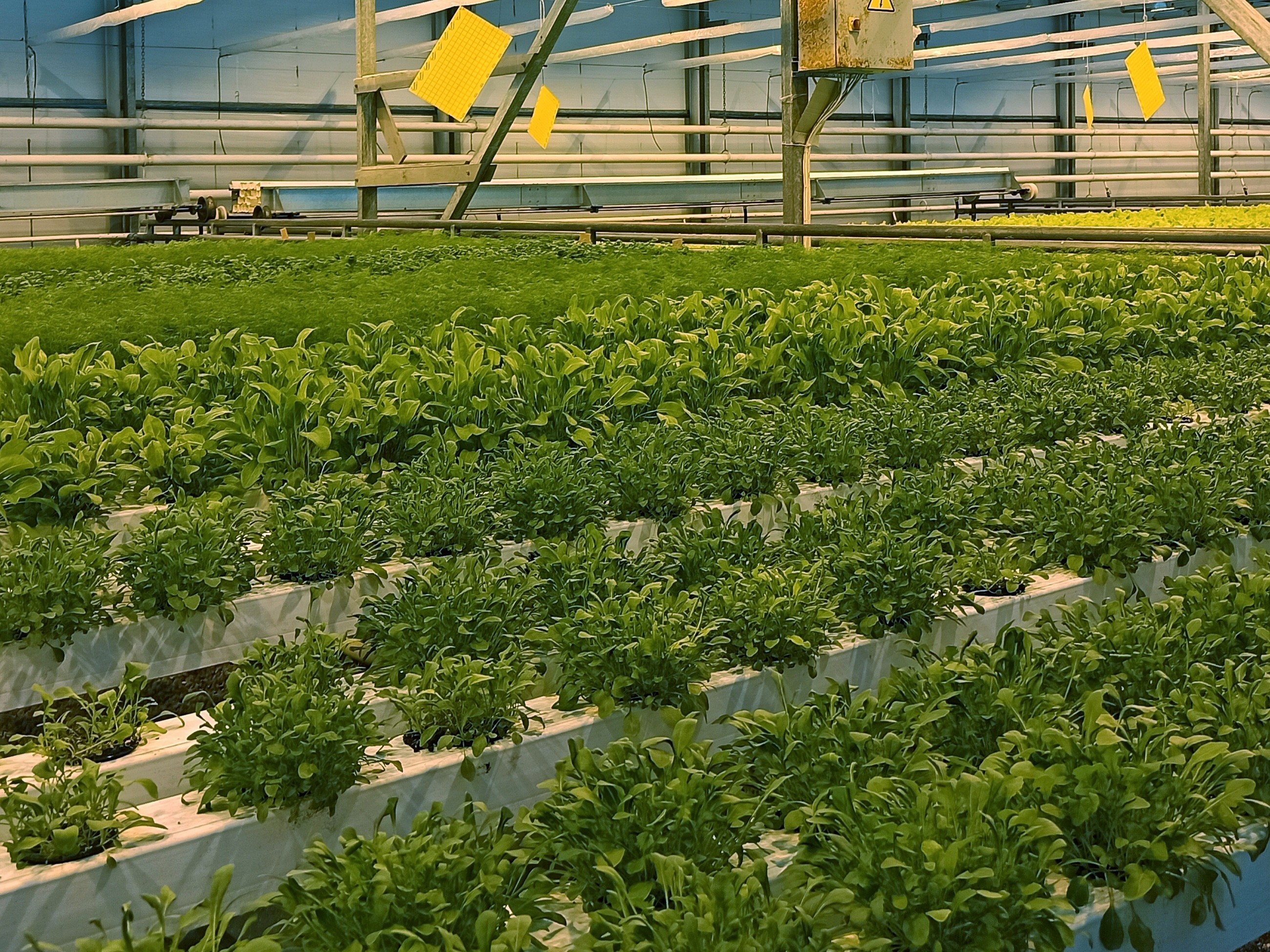 Показатели тепличных комбинатов. Парниково-тепличный комбинат минск. Минский тепличный комбинат. Парниково-тепличный комбинат минск. Минский тепличный комбинат.