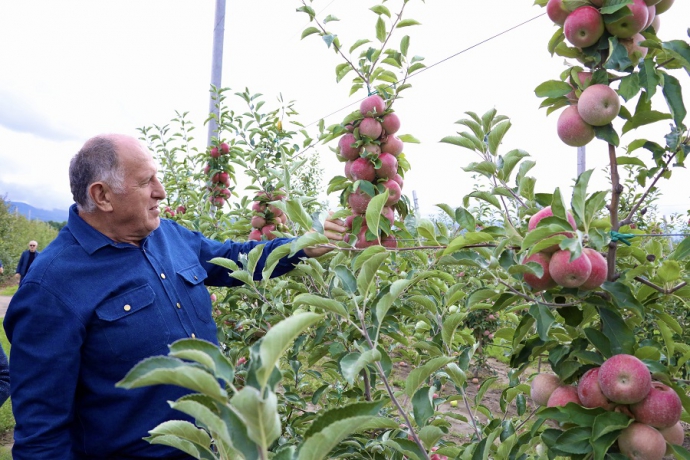 Фермер из Дагестана с господдержкой посадил грушевые и яблоневые сады на площади 200 га