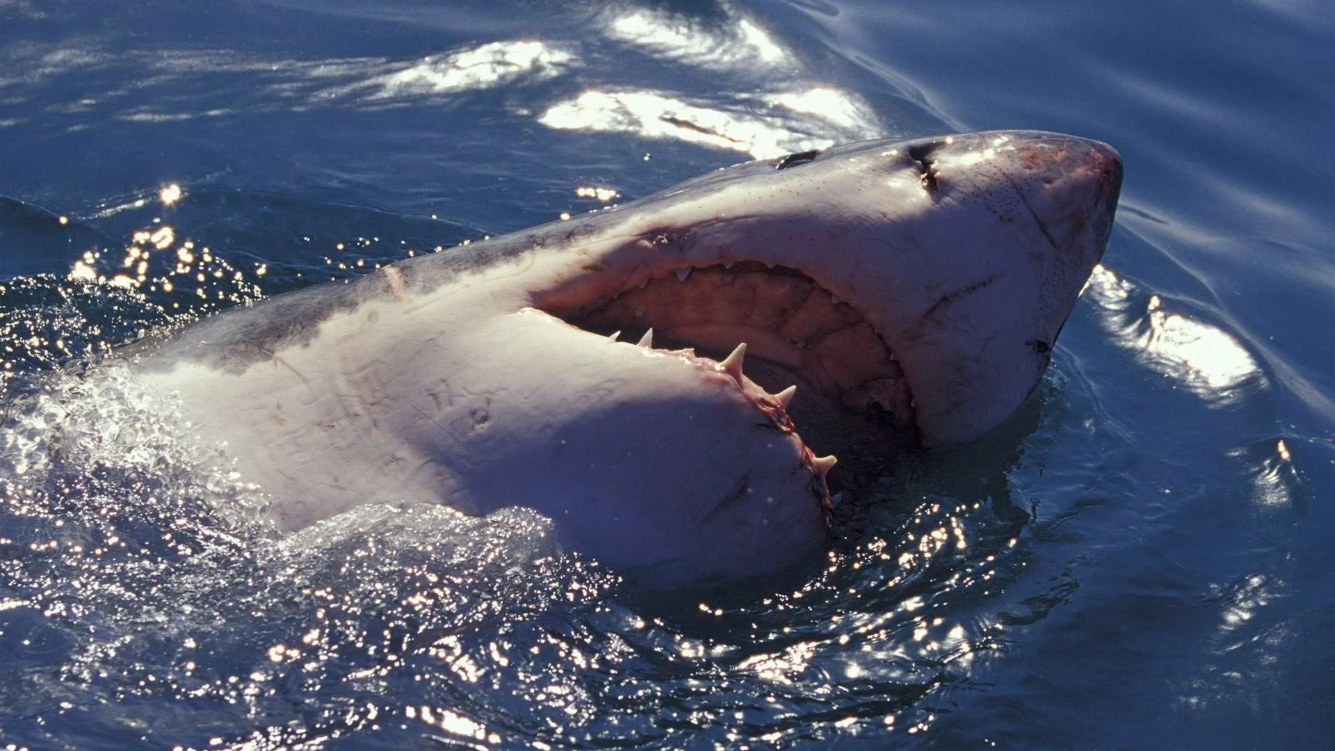 белая акула напала на человека