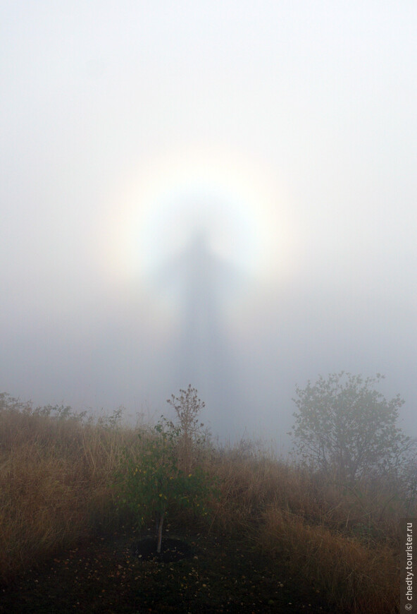 Жизнь на опушке леса