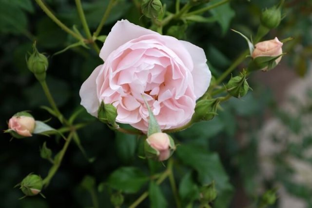  Rose 'Duchesse de Brabant'