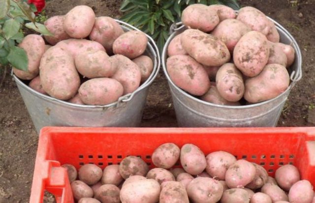 Сорта красной (розовой) картошки: сорта, названия, фото с описанием, отзывы