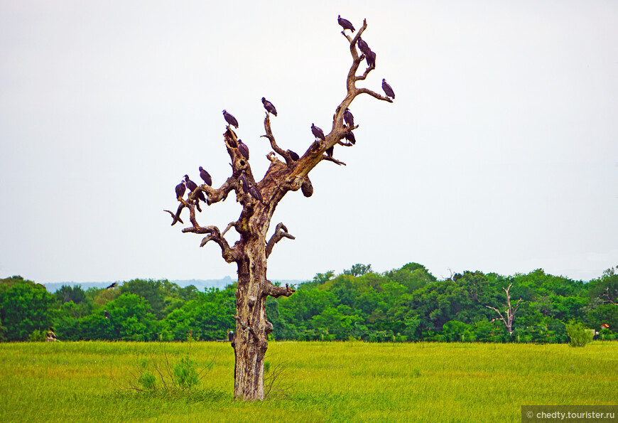 Жизнь на опушке леса