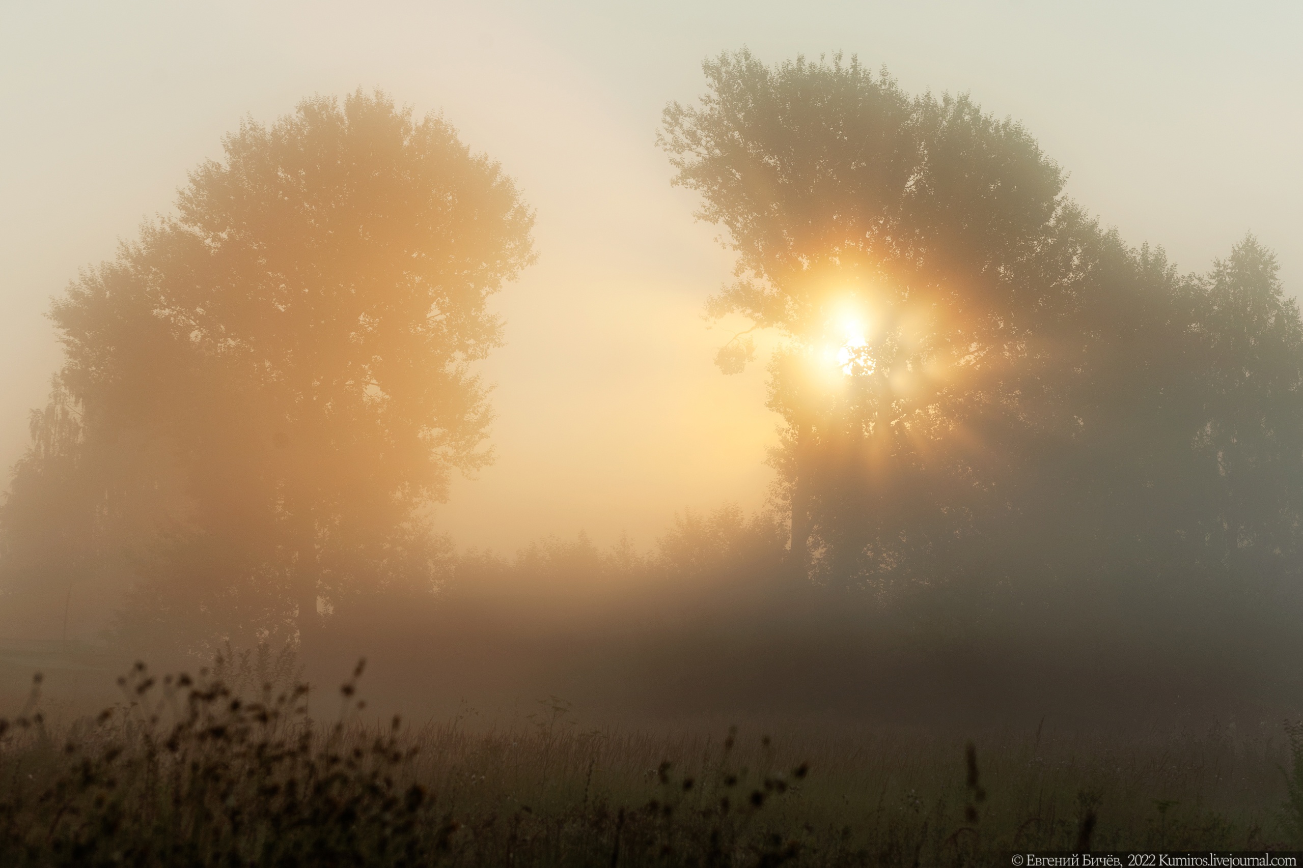 Текст доброе утро туманное. Туманное утро фото. Суббота утро туман. Доброе туманное утро картинки. Утро туманное картинки прикольные.