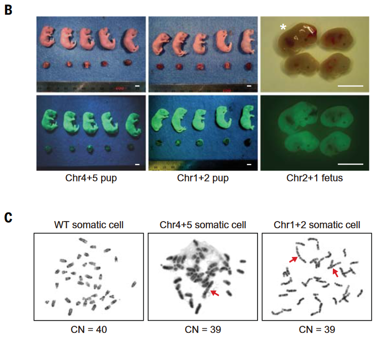Транслокация кариотип. Хромосомы мыши. Карты хромосом мыши. Хромосомы мыши. Хромосомы мыши.