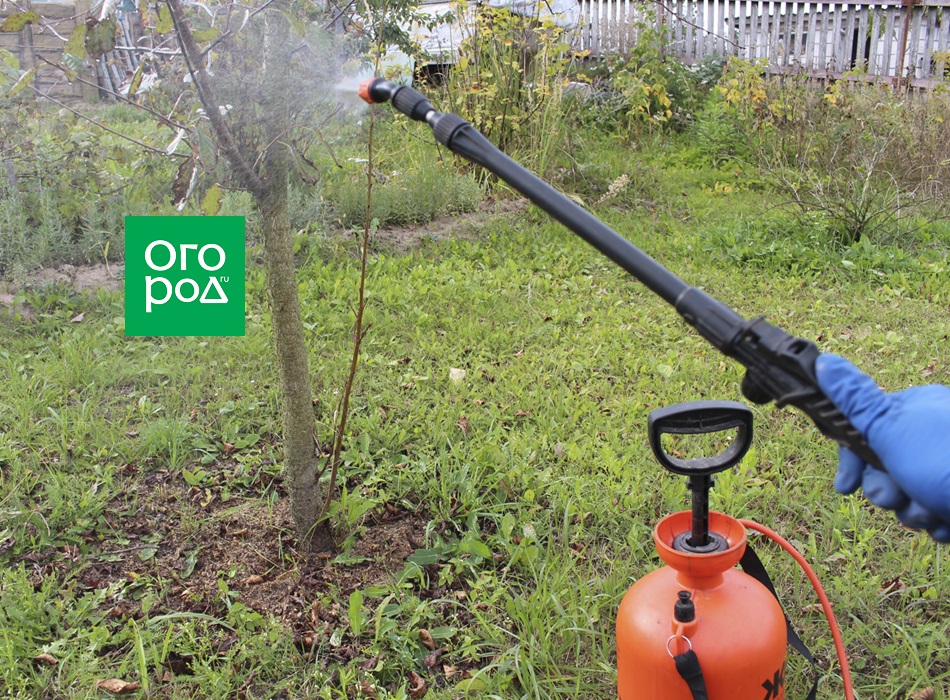 Искореняющая обработка деревьев осенью. Искореняющая обработка сада. осенняя обработка сада от медяницы груша. баковая смесь для обработки сада осенью от вредителей и болезней.