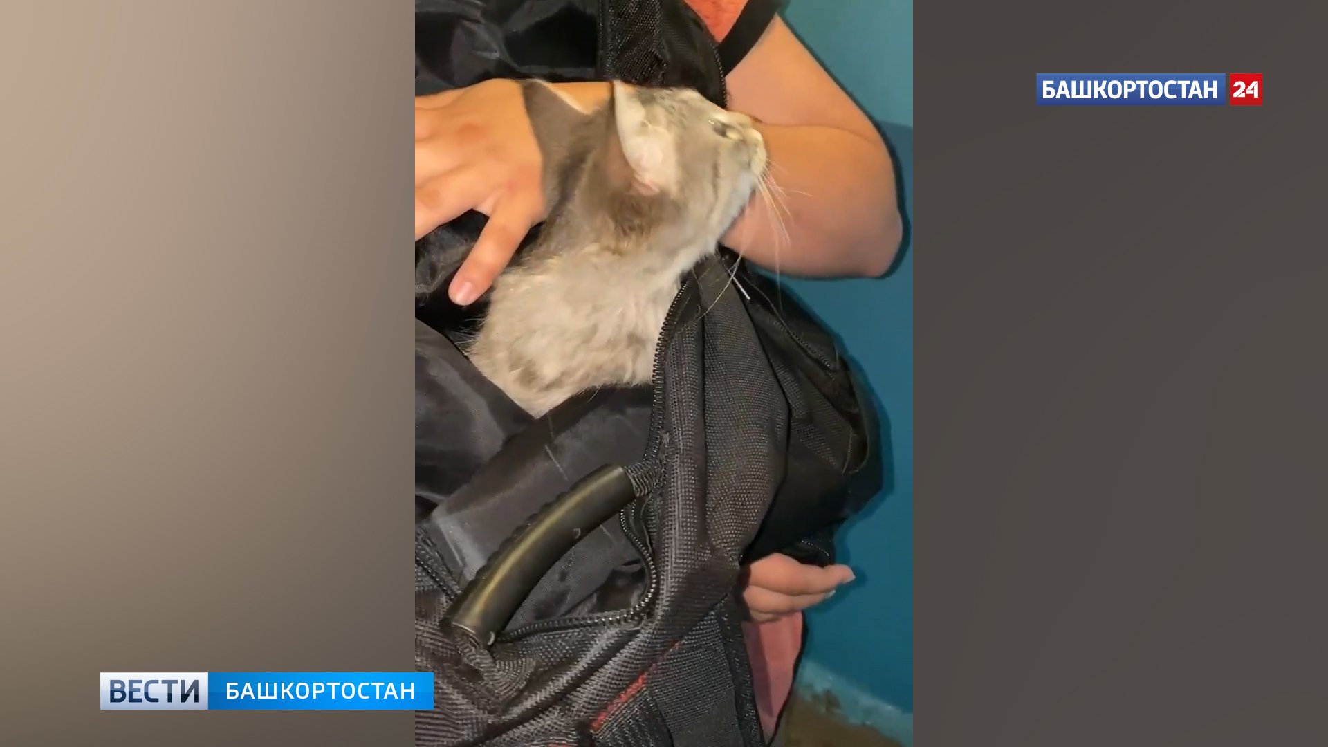 Таблица спасения кошек с деревьев: