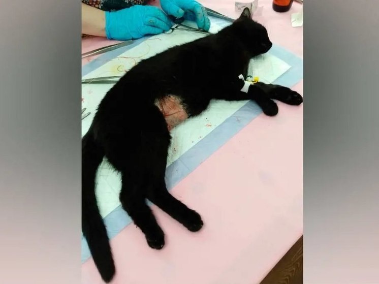 В Приангарье кошка родила котёнка с двумя мордами