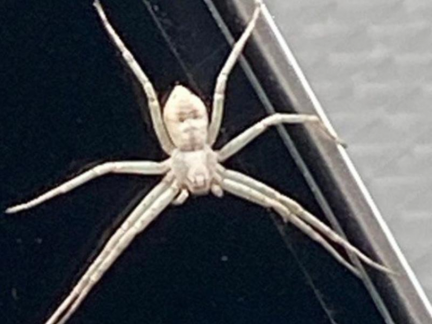Одного из самых опасных пауков в мире обнаружили в своей машине жители Воронежа
