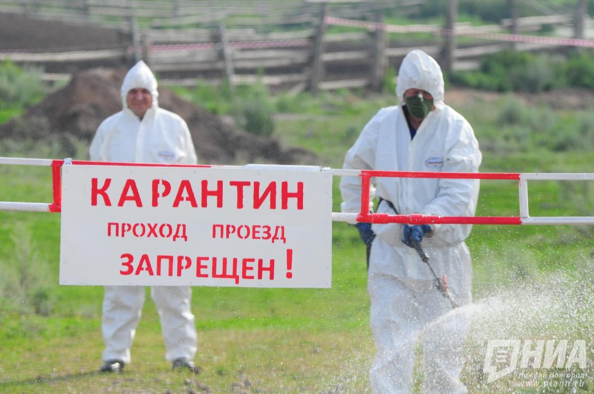 Карантин по бешенству ввели в округах Нижегородской области