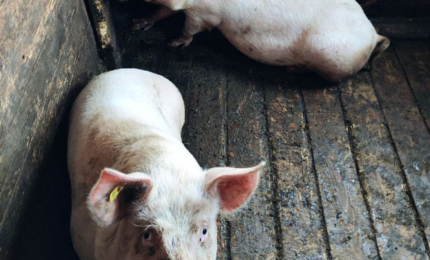 В Кирово-Чепецком районе фермеру выписали штраф за антисанитарию со свиньями