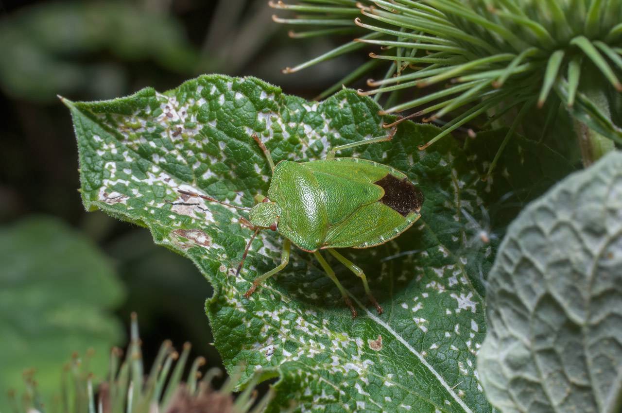 насекомые питающиеся листьями растений. жук листоед ильмовый. хищное растение венерина мухоловка. дионея мусципула «мухоловка». зеленая гусеница капустница.