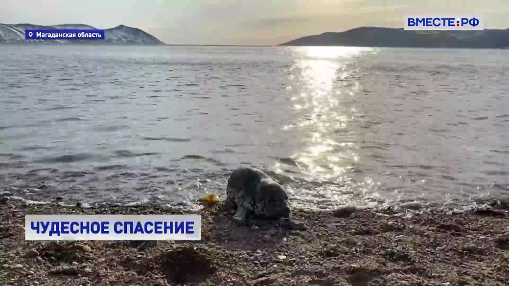Local video