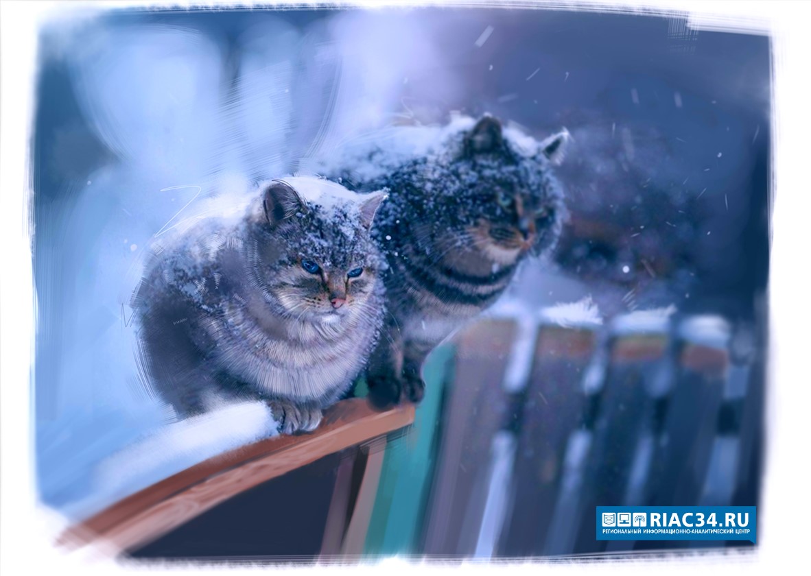 морозяк двигаемся в такт. как выглядят морозяки. морозяки акция перекресток. морозяка. морозяк двигаемся в такт.