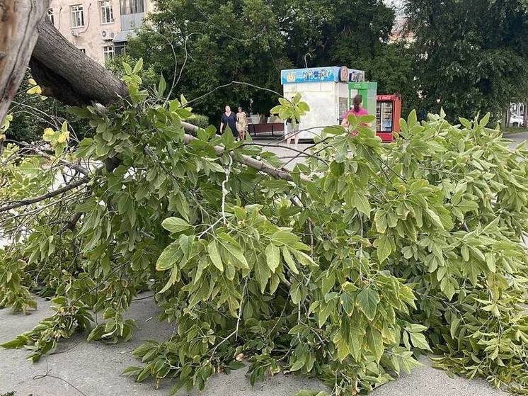 ТулГУ заплатит 244 тысячи за упавшее в Пасху на машину дерево