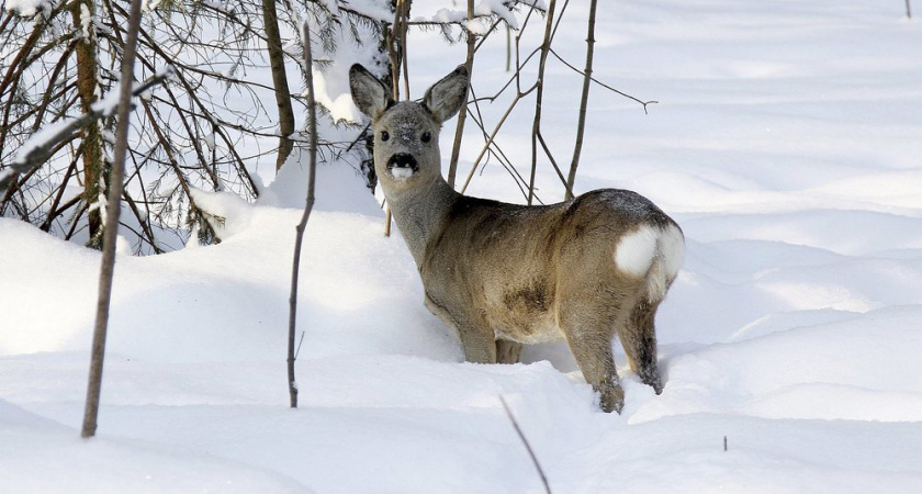 Ущерб за браконьерство в отношении жителя Тамалы оценили в 160 тысяч рублей 